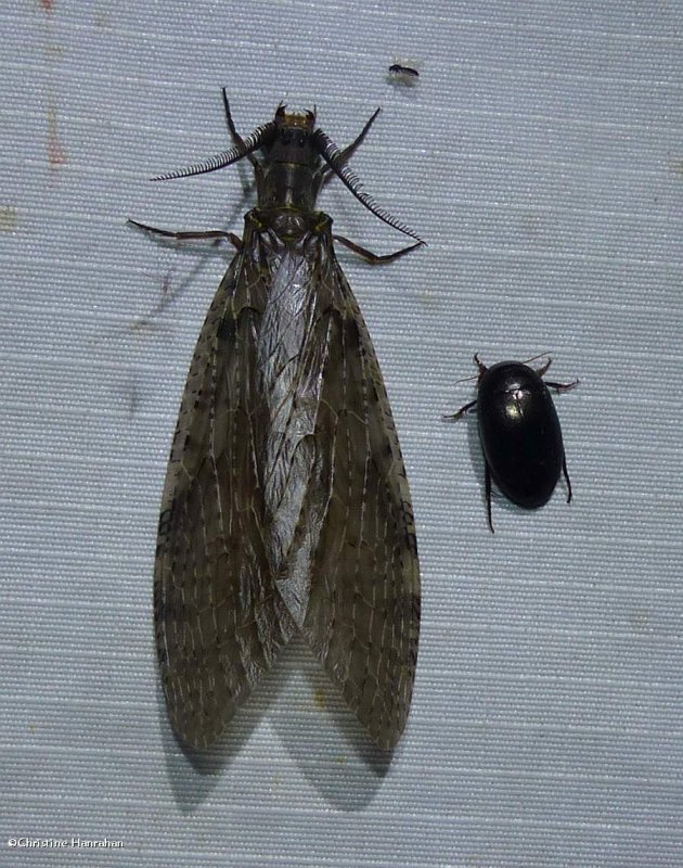 Fishflies and Dobsonflies of Larose Forest (Family: Corydalidae)