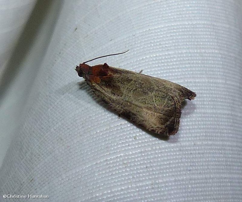 Inornate olethreutes moth (Olethreutes inornatana), #2788