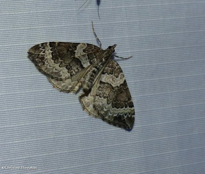 White eulithis moth (Eulithis explanata), #7206