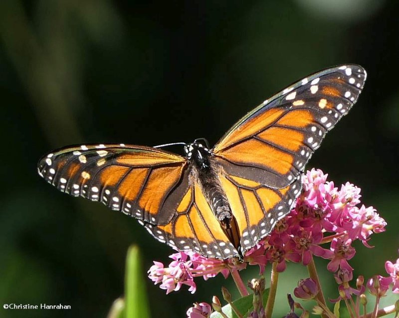 Monarch butterfly, female   (Danaus plexippus)