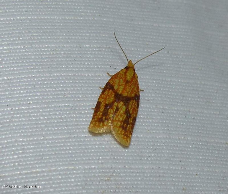 Sparganothis fruitworm moth   (Sparganothis sulfureana), #3695