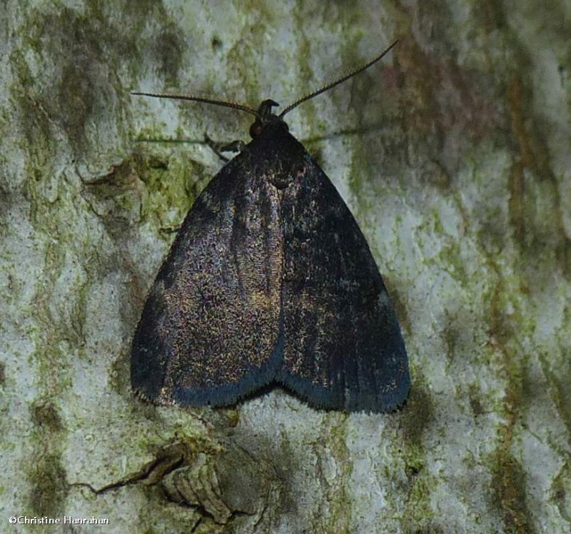 Rotund idia moth (Idia rotundalis), #8326