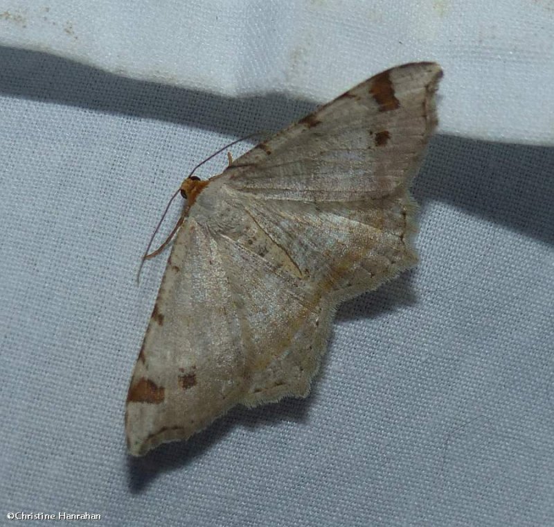 Red-headed inchworm moth  (Macaria bisignata), #6342