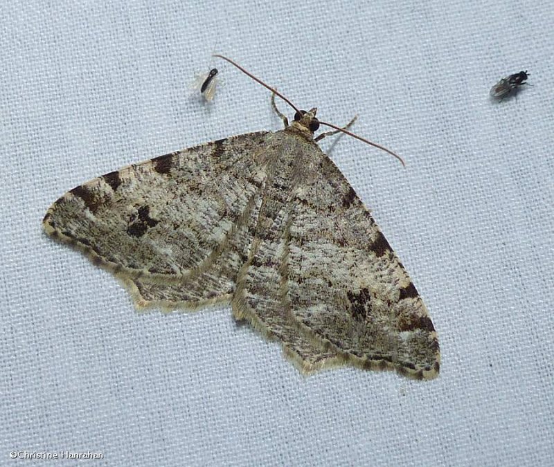White pine angle moth (Macaria pinistrobata), #6347