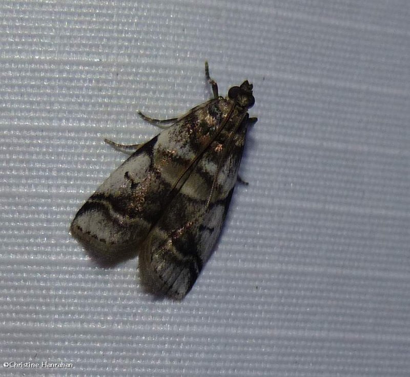 Leaf-crumper moth (Acrobasis indigenella), #5651