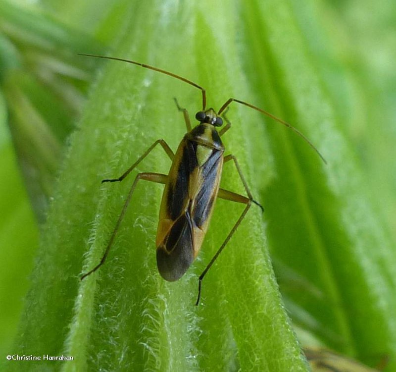 Two-spotted grass bug  (Stenotus binotatus)