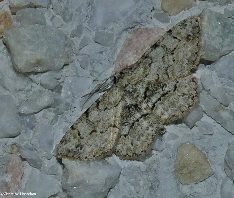 Pale-winged gray moth (Iridopsis ephyraria), #6583