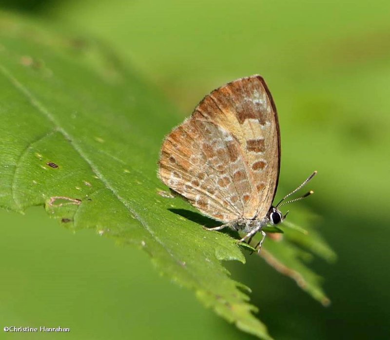 Harvester butterfly (Feniseca tarquinius)