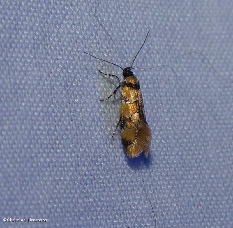 Reticulated decantha moth (Decantha boreasella), #1042