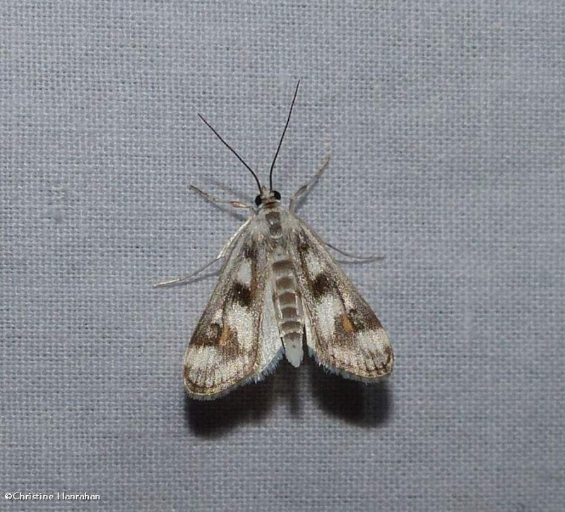 Polymorphic pondweed moth (Parapoynx maculalis), #4759