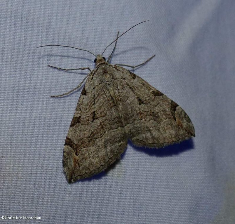 Treble-bar moth (Aplocera plagiata), #7627