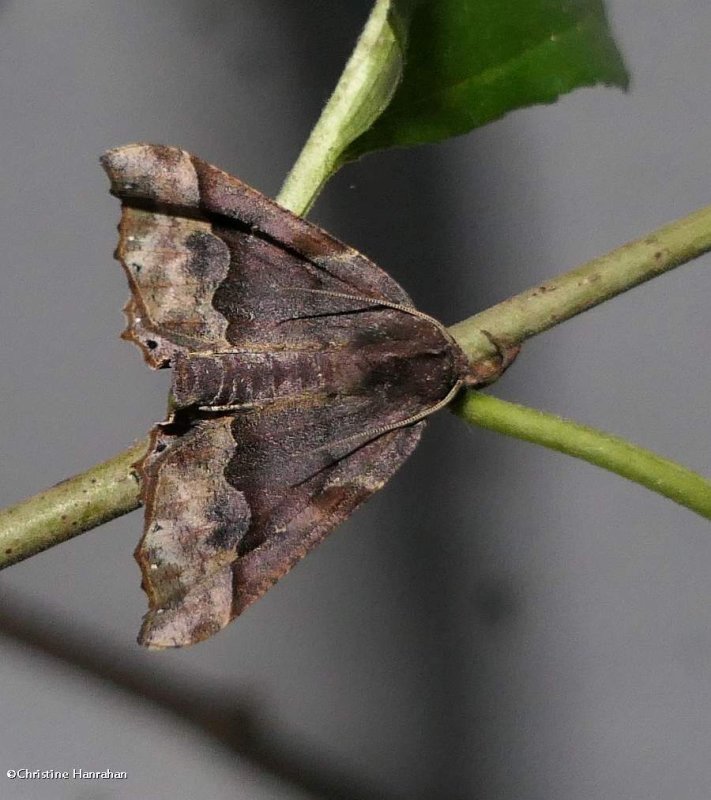 Hubner's pero moth  (Pero ancetaria), #6748