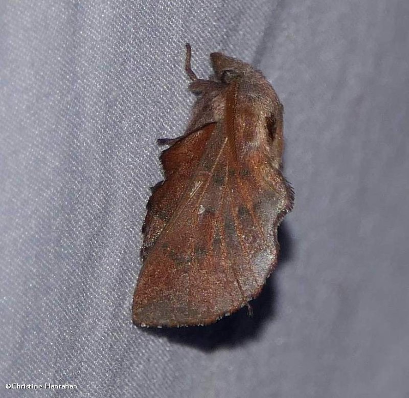 American lappet moth  (Phyllodesma americana), #7687