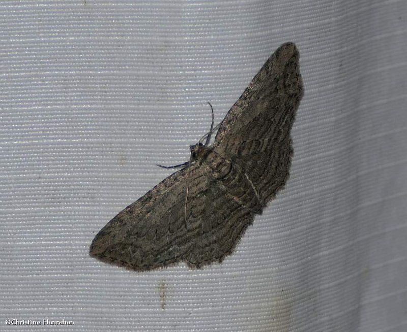 Brown bark carpet moth  (Horisme intestinata), #7445