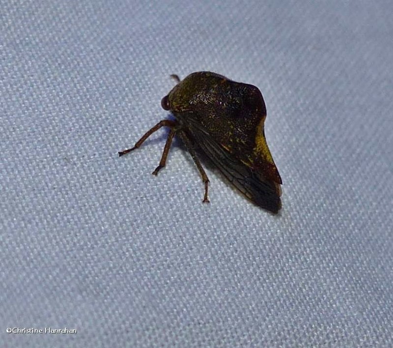 Treehopper  (Telamona)