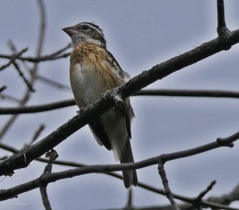 Rose-breasted grosbeak, juvenile