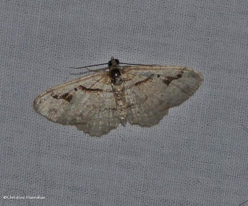 Bent-line carpet  moth (Costaconvexa centrostrigaria), #7416