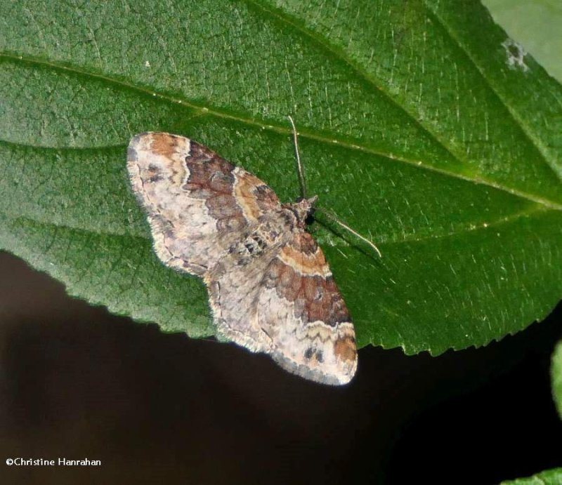 Red-twin-spot moth   (Xanthorhoe ferrugata), #7388