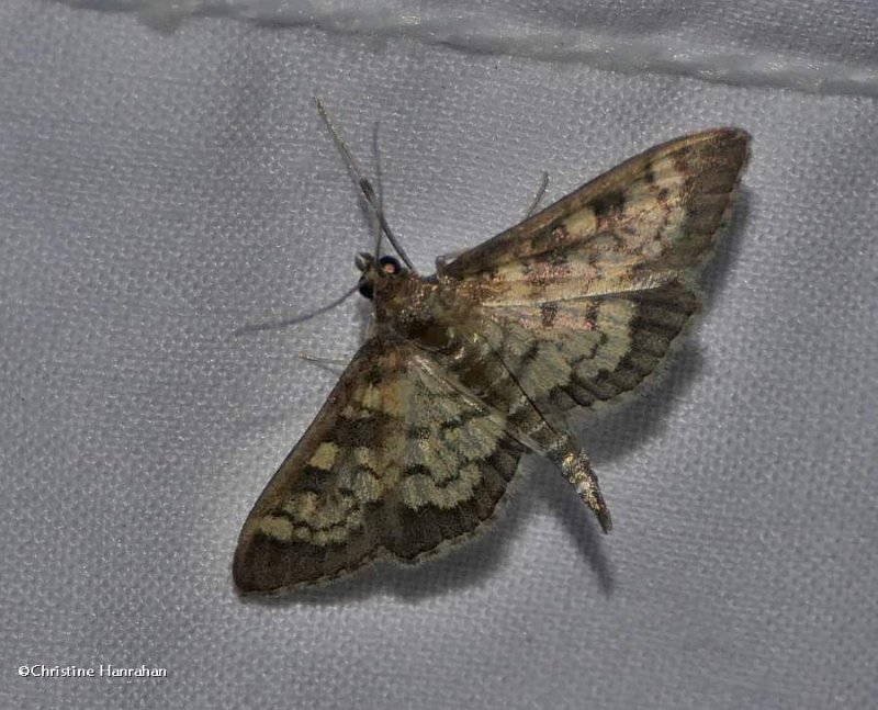 Darker diacme moth (Diacme adipaloides), #5143
