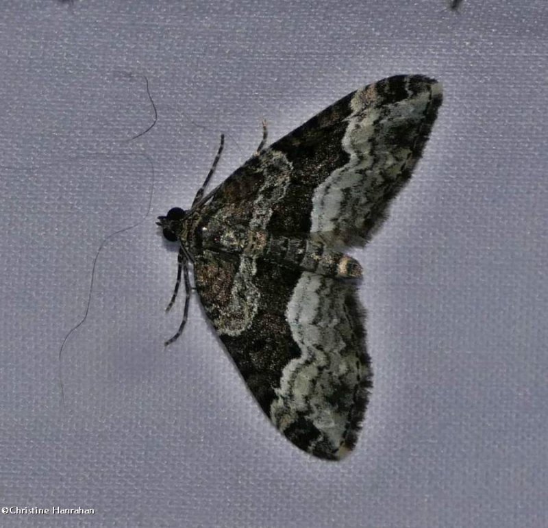 Sharp-angled carpet moth  (Euphyia intermediata), #7399