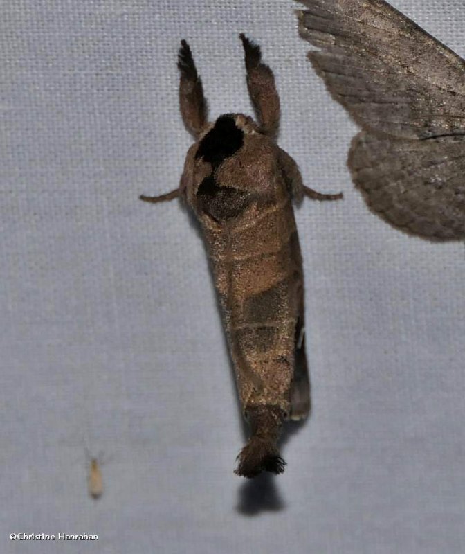 Sigmoid prominent moth (Clostera albosigma), #7895