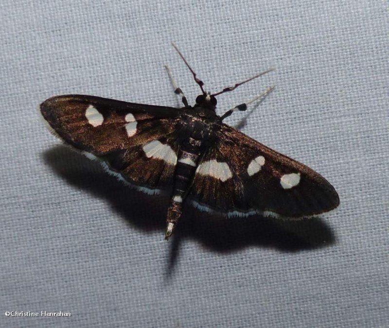 Grape leaffolder/leafroller moth (Desmia funeralis/maculalis) group