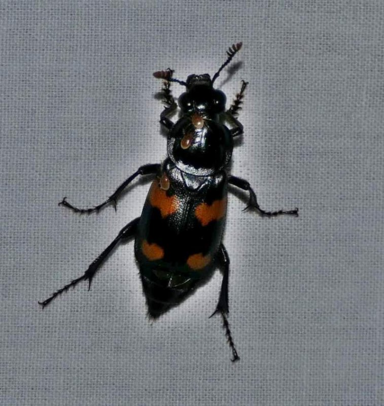 Round-neck sexton beetle  (<em>Nicrophorus orbicollis</em>)
