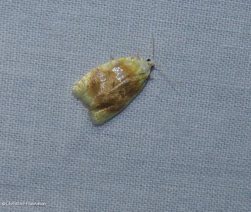 Oak leaftier moth (Acleris semipurpurana), #3503