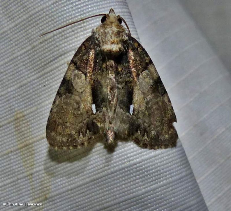 Cloaked marvel moth (Chytonix palliatricula), #9556