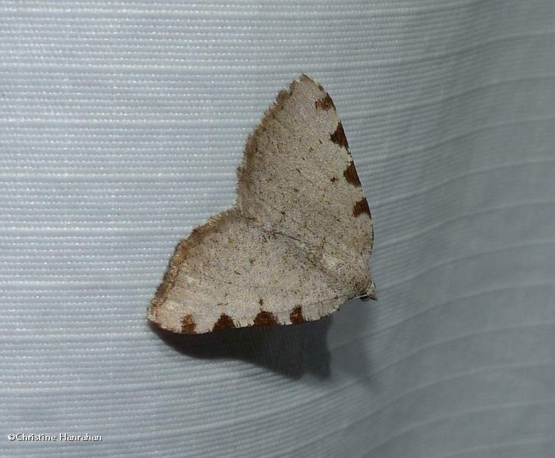 Four spotted speranza moth   (Speranza coortaria), #6299