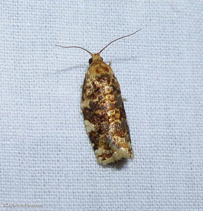 Fruit-tree leafroller moth (Archips argyrospila), #3648