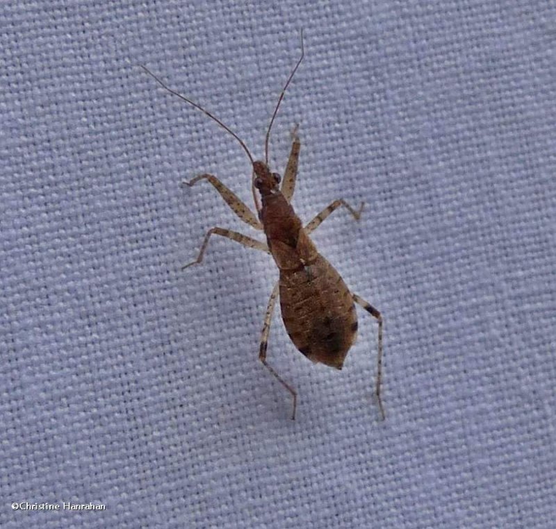 Damsel bug (Hoplistoscelis pallescens)