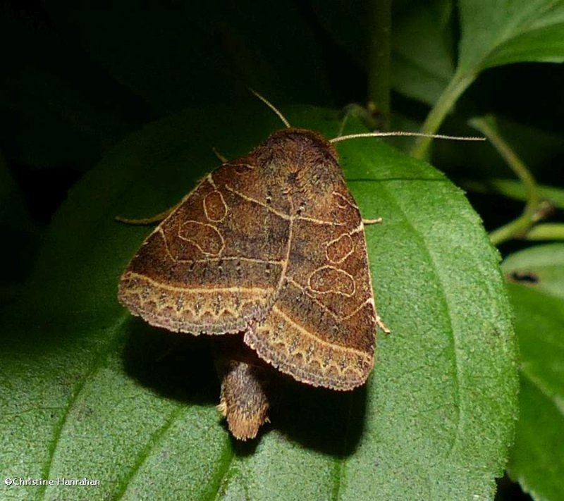 Rustic quaker moth  (Orthodes majuscula), #10585