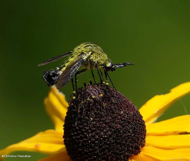 Bee Flies  (Family: Bombyliidae)