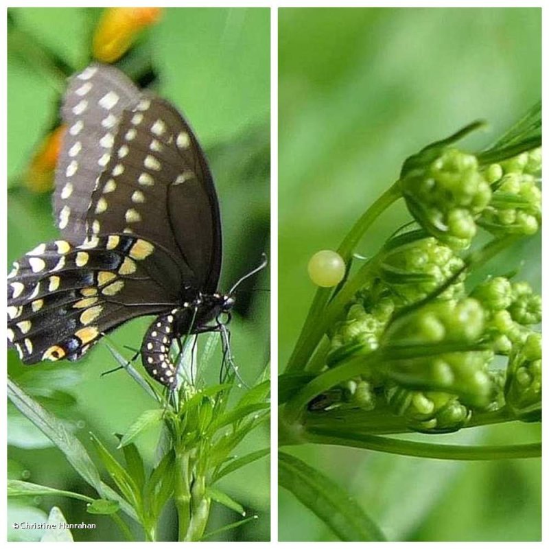 Black swallowtail butterfly  laying an egg  (Papilio polyxenes)