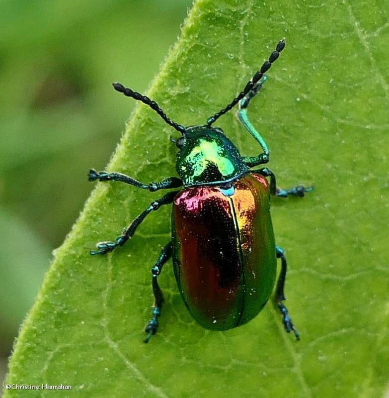 Dogbane beetle (Chrysochus auratus)