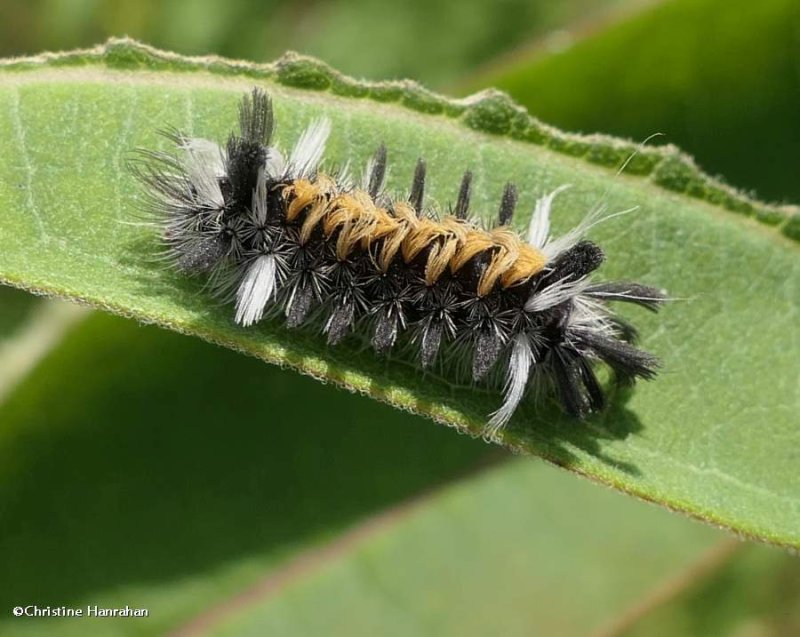 Milkweed tussock moth caterpillar (Euchaetes egle), #8238