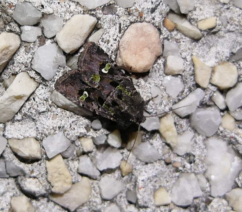 Bristly cutworm moth  ( Lacinipolia renigera), #10397