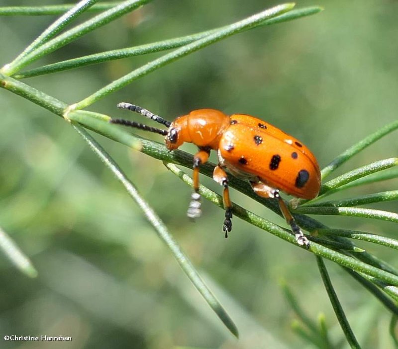 12-spotted asparagus beetle (Crioceris duodecimpunctata)