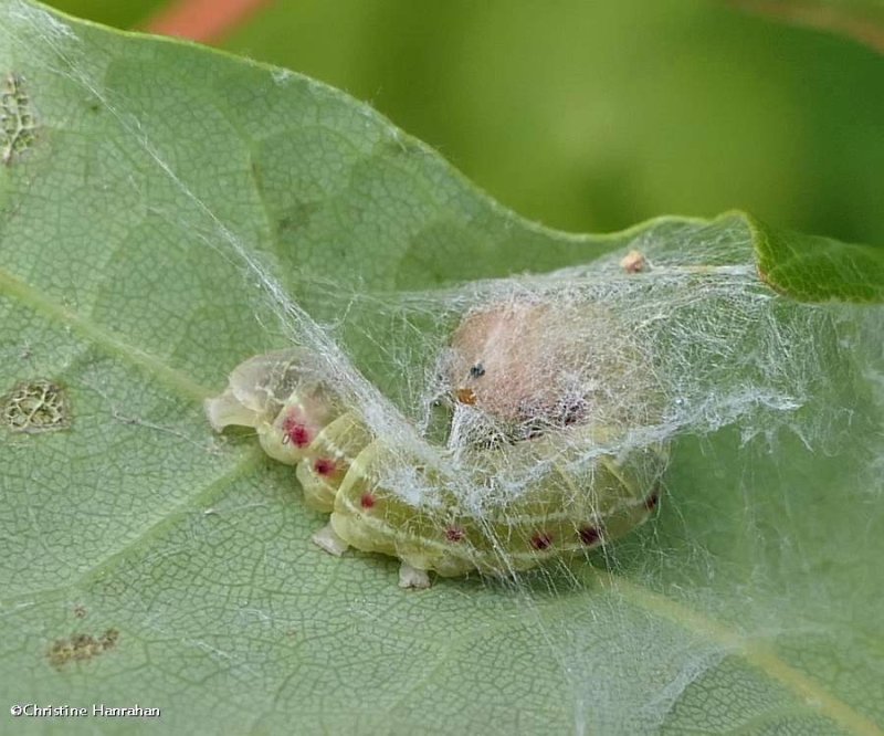 Confused woodgrain moth caterpillar (Morrisonia confusa), #10521 