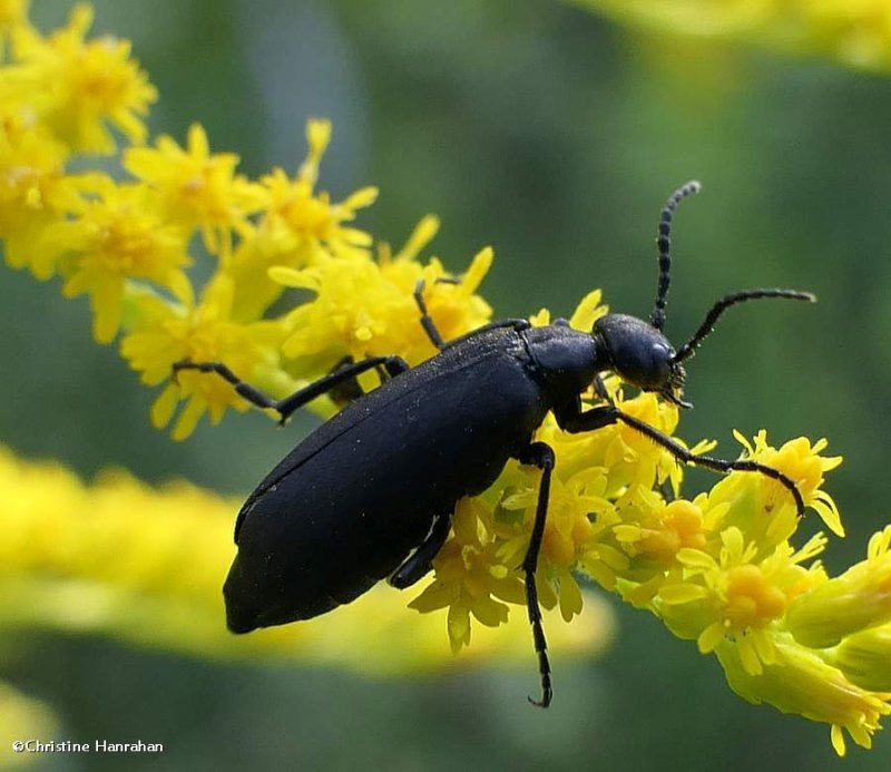 Blister beetle (Epicauta)