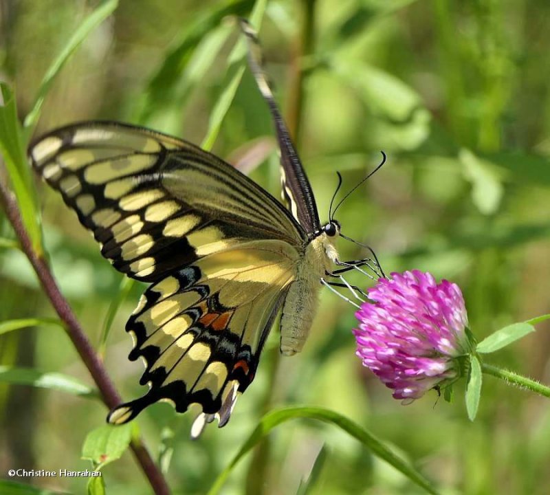 Giant swallowtail   (Papilio cresphontes)