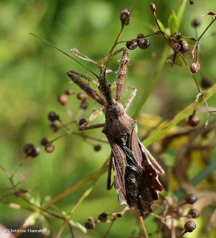 Spined Assassin bug (Sinea diadema)