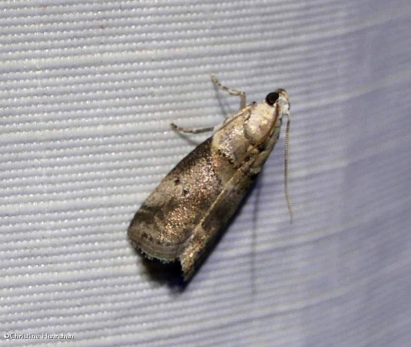 Leaf-crumpler moth (Acrobasis indigenella), #5651