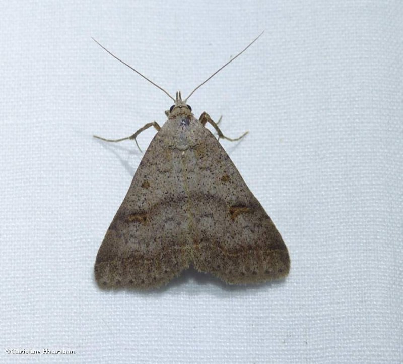 Bent-winged owlet moth (Bleptina caradrinalis), #8370