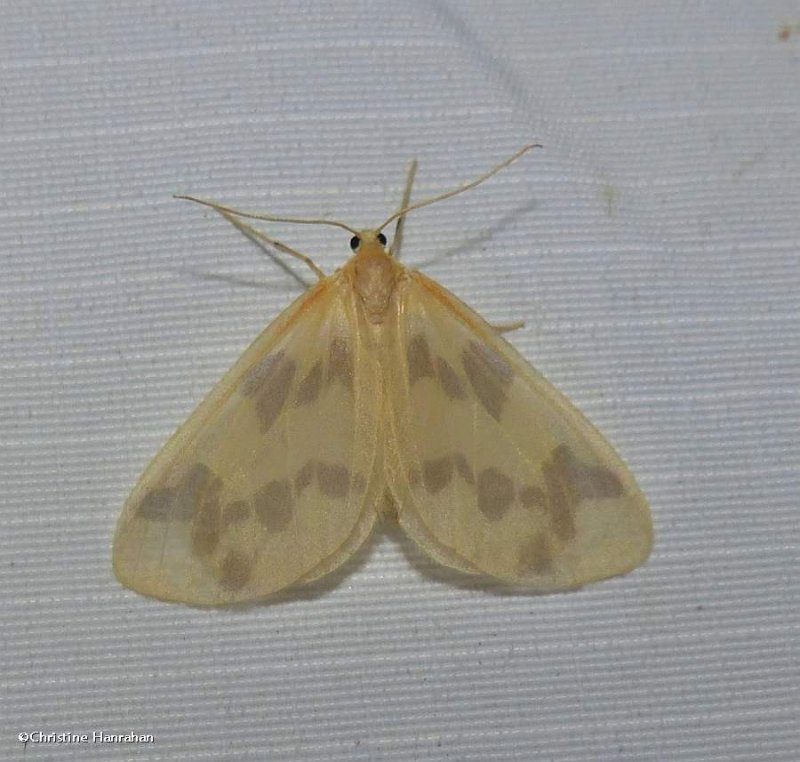 The beggar moth (Eubaphe mendica), #7440