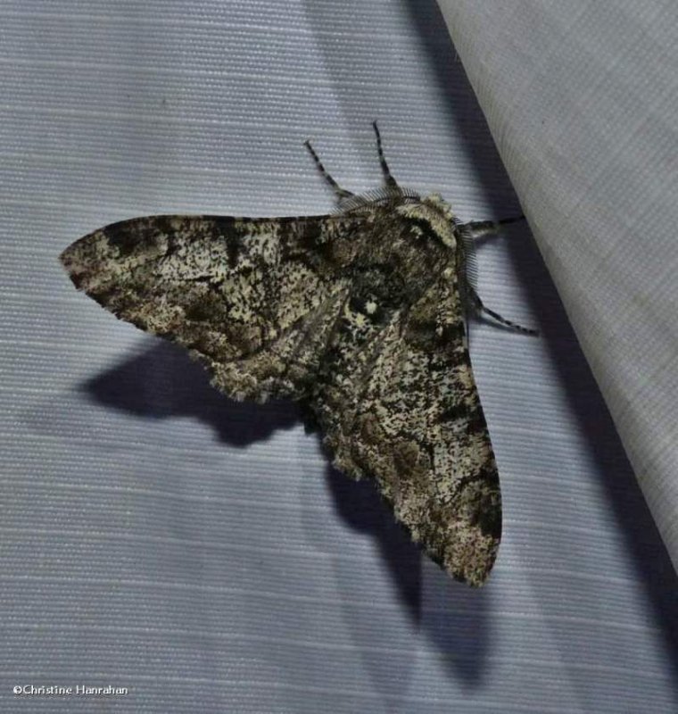 Pepper and salt  moth  (<em>Biston betularia</em>), #6640