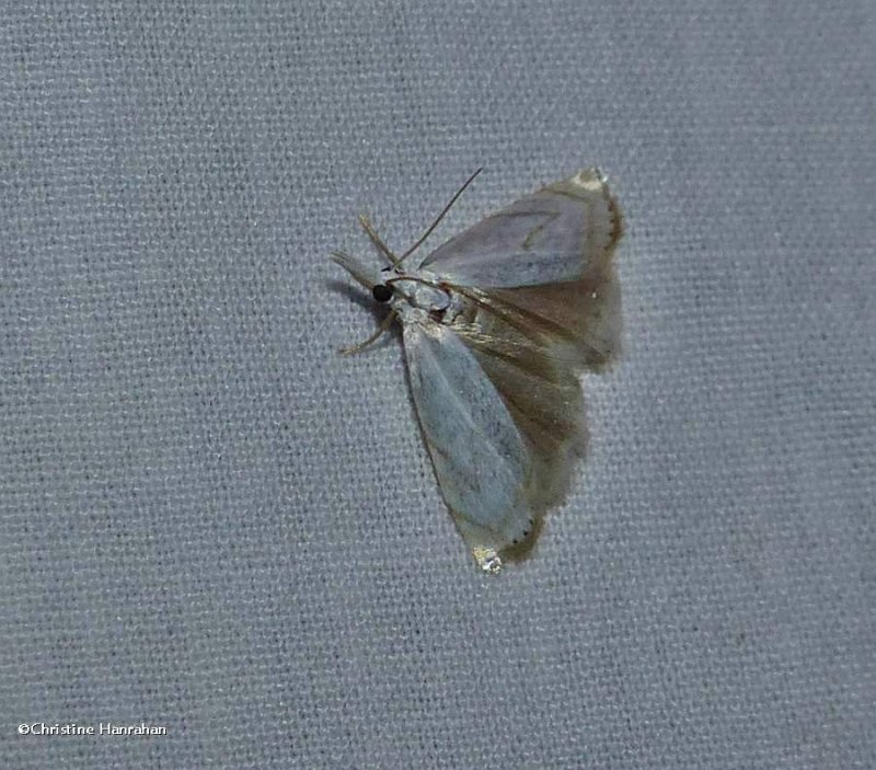 Small white grass veneer moth (Crambus albellus), #5361