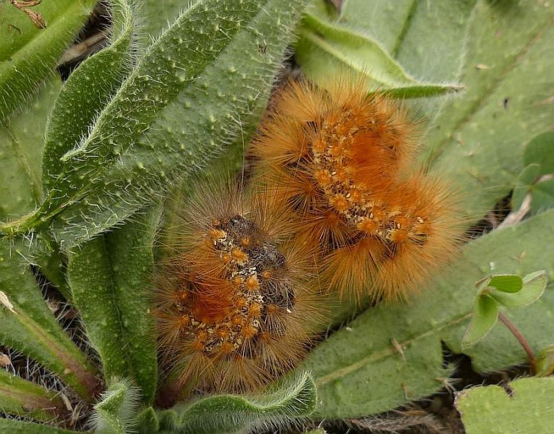 Saltmarsh moth caterpillars (Estigmene acrea), #8131