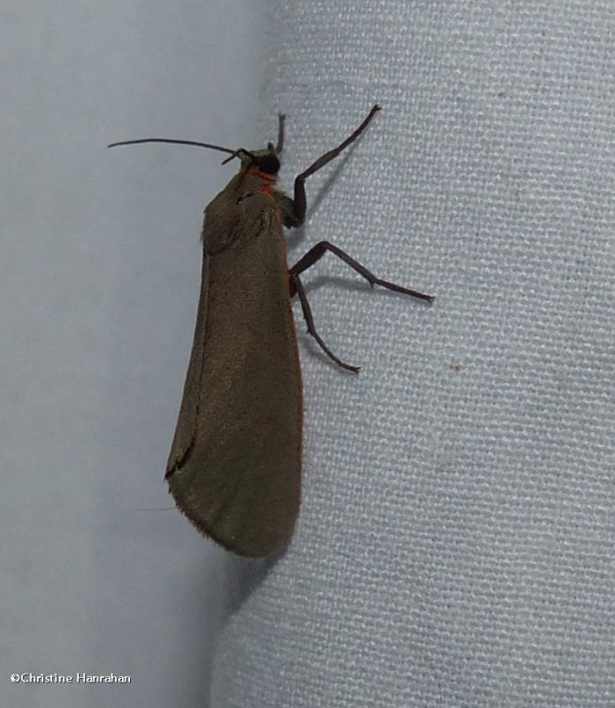 Joyful virbia moth  (irbia laeta), #8114
